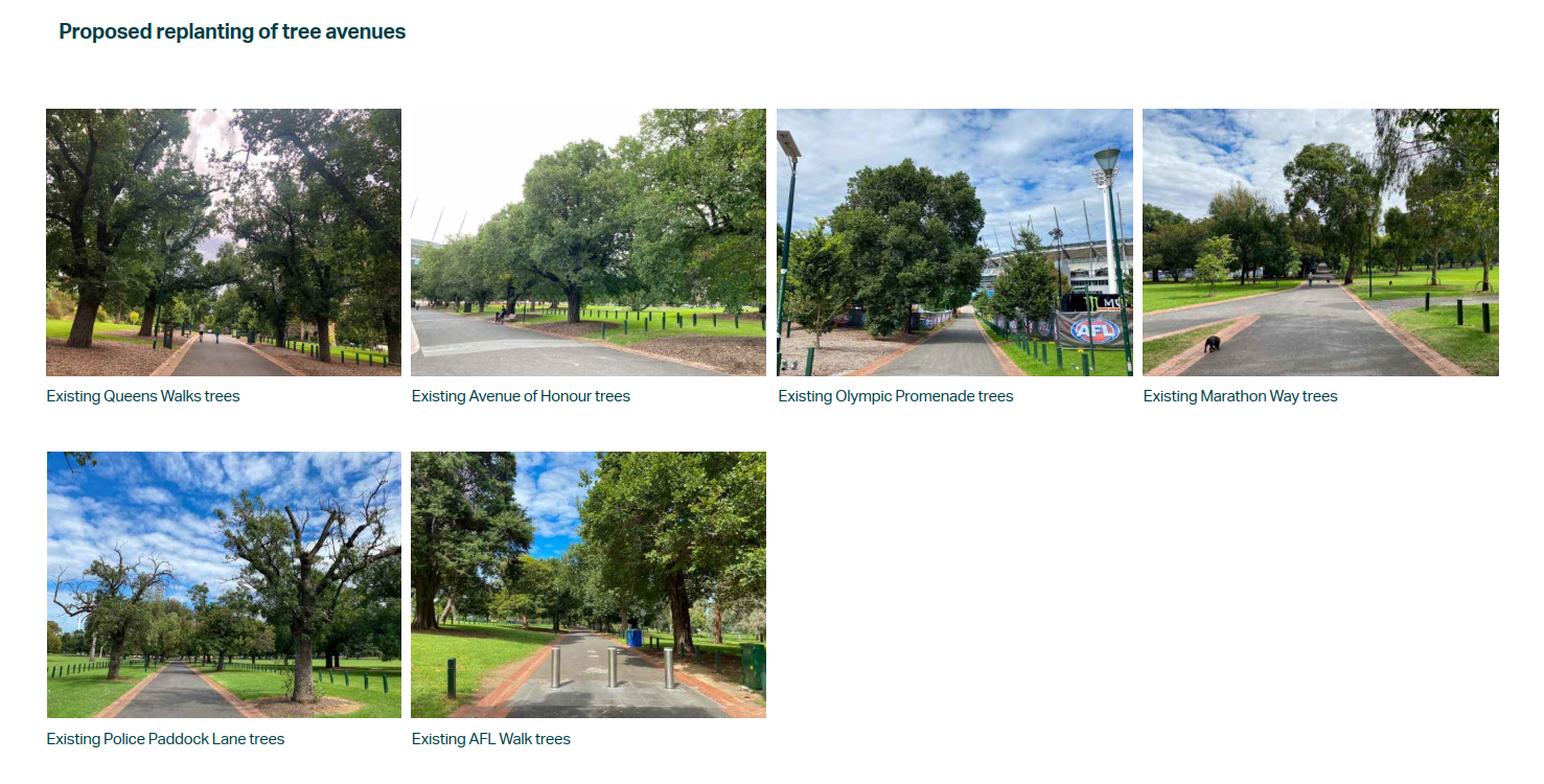 Yarra Park Master Plan potential replanting of tree avenues