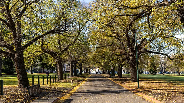 Wide asphalt walkway in a leafy park in autumn